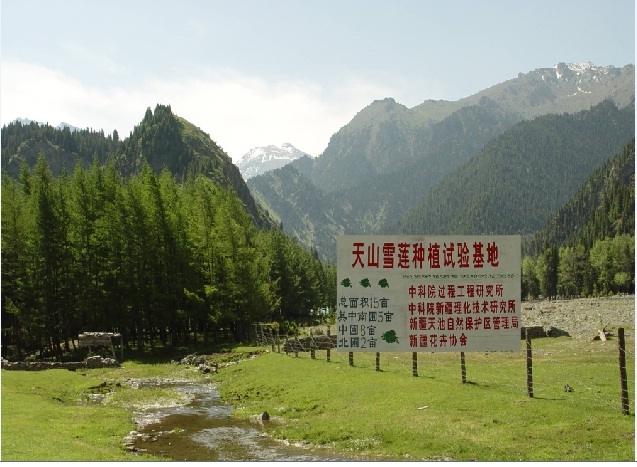 海拔1927米的雪莲新疆天池种植基地